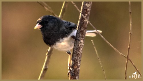 Dark-eyed Junco