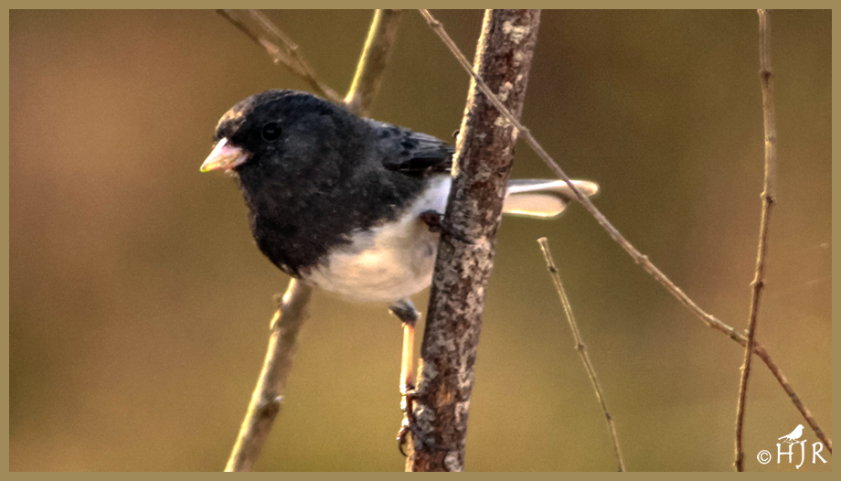Dark-eyed Junco