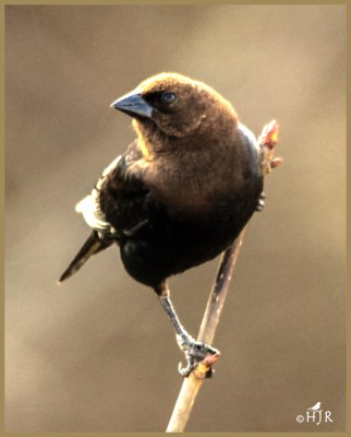 Brown-headed Cowbird (M)