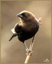 Brown-headed Cowbird (M)