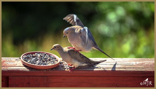 Mourning Doves