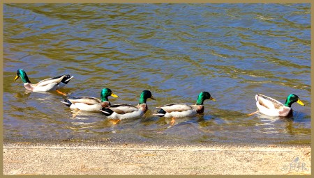 Mallards