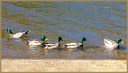 Mallards