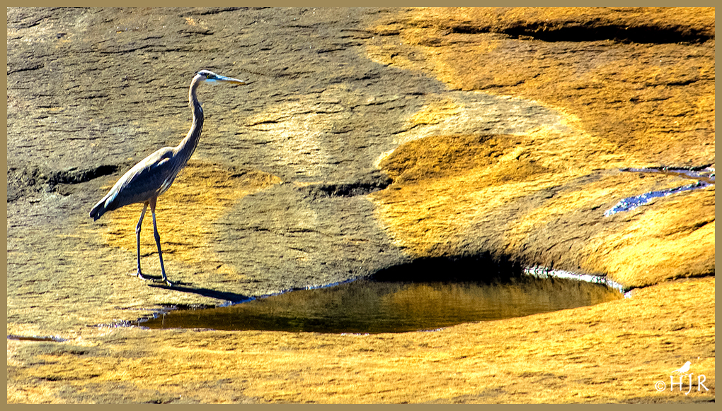 Great Blue Heron