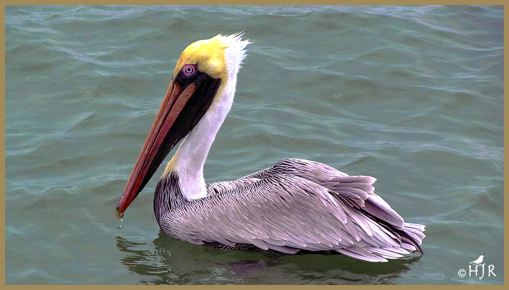 Brown Pelican