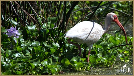 American White Ibis