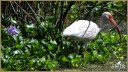 American White Ibis