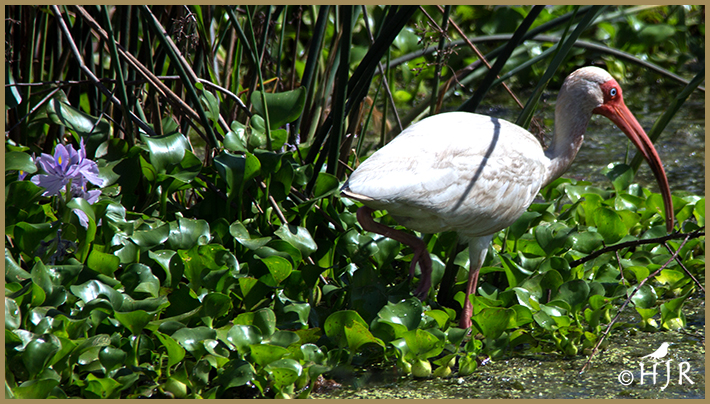 American White Ibis