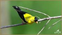 American Goldfinch
