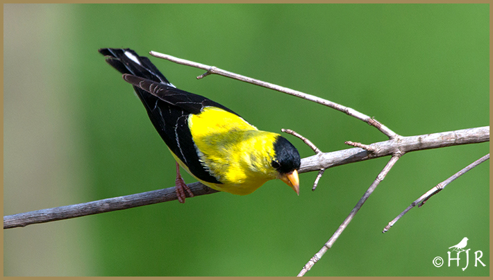 American Goldfinch