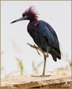 Little Blue Heron