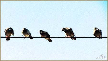 Rock Pigeons