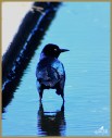Boat-tailed Grackle
