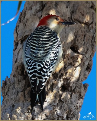 Red-bellied Woodpecker