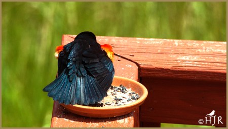 Red-winged Blackbird (M)