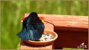 Red-winged Blackbird (M)