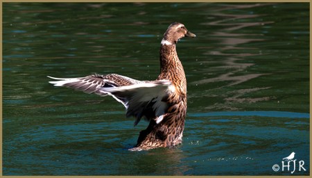 Mallard