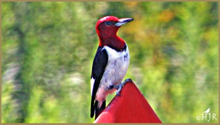 Red-headed Woodpecker