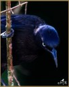 Common Grackle