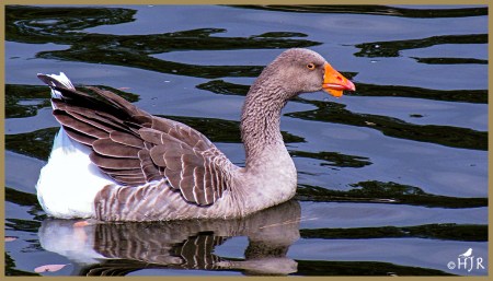 Domestic Goose (Breed)