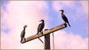 Double-crested Cormorants
