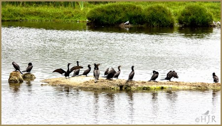 Double-crested Cormorants