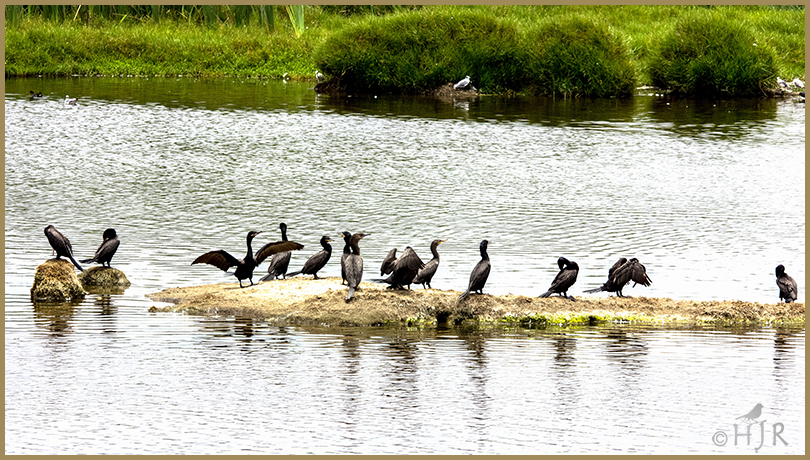 Double-crested Cormorants