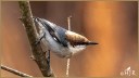 Brown-headed Nuthatch