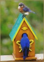 Eastern Bluebirds