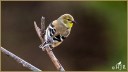 American Goldfinch