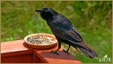 American Crow