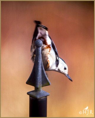 White-breasted Nuthatch