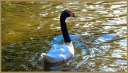 Black-necked Swan