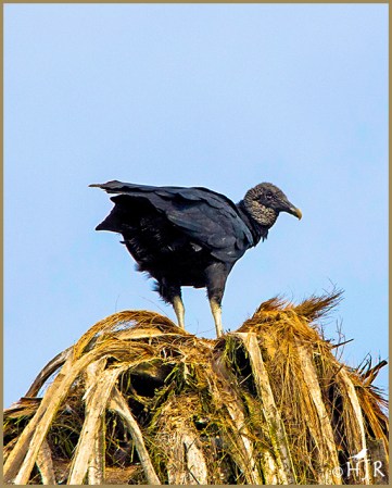 Black Vulture