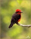 Vermillion Flycatcher