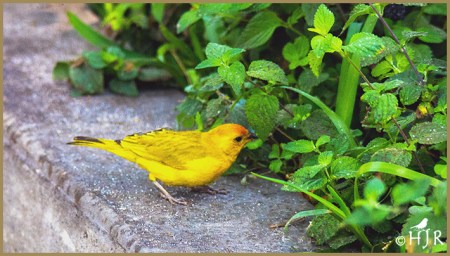 Saffron Finch