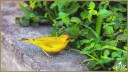 Saffron Finch