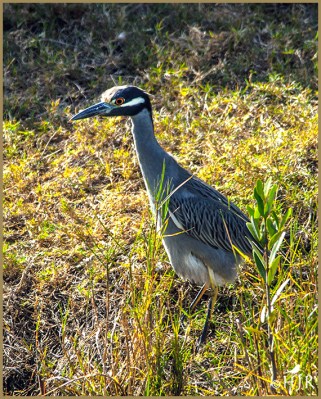 Yellow-crowned Night Heron