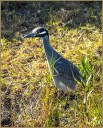 Yellow-crowned Night Heron