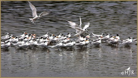 Royal terns