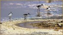 Black-necked Stilts