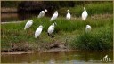 Snowy Egrets