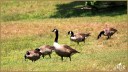 Canada Geese