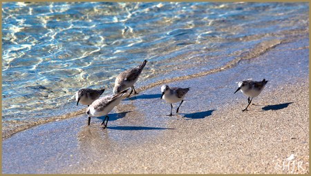 Sanderlings
