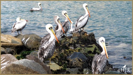 Peruvian Pelicans