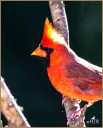 Northern Cardinal