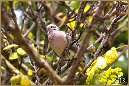Eared Dove