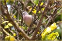 Eared Dove