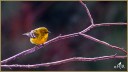 Pine Warbler