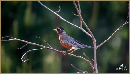 American Robin